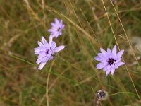 Catananche caerulea 6, Saxifraga-Dirk Hilbers