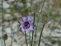 Catananche caerulea 7, Saxifraga-Jan van der Straaten