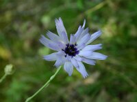 Catananche coerulea 8, Saxifraga-Dirk Hilbers