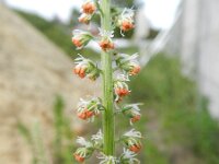 Caylusea abyssinica 2, Saxifraga-Rutger Barendse