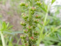 Caylusea abyssinica 3, Saxifraga-Rutger Barendse