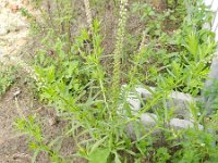 Caylusea abyssinica 4, Saxifraga-Rutger Barendse
