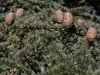 Cedrus atlantica 14, Atlasceder, Saxifraga-Ed Stikvoort
