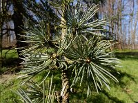 Cedrus atlantica 15, Atlasceder, Saxifraga-Ed Stikvoort