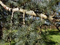 Cedrus atlantica 17, Atlasceder, Saxifraga-Ed Stikvoort
