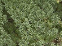 Cedrus atlantica 3, Saxifraga-Willem van Kruijsbergen