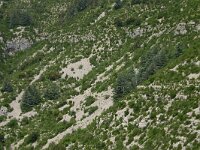 Cedrus atlantica 5, Saxifraga-Dirk Hilbers