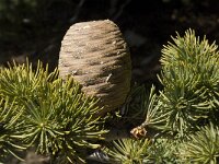 Cedrus atlantica 7, Saxifraga-Jan van der Straaten