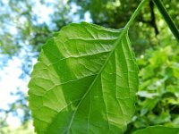 Celastrus orbiculatus 7, Saxifraga-Rutger Barendse
