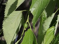 Celtis australis 2, Saxifraga-Rutger Barendse