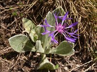 Centaurea achtarovi 2, Saxifraga-Harry Jans  Centaurea achtarovii