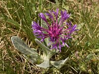 Centaurea achtarovi 3, Saxifraga-Harry Jans  Centaurea achtarovii