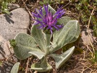 Centaurea achtarovi 6, Saxifraga-Harry Jans  Centaurea achtarovii