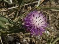 Centaurea aspera 10, Saxifraga-Jan van der Straaten