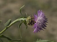 Centaurea aspera 11, Saxifraga-Jan van der Straaten