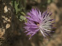 Centaurea aspera 5, Saxifraga-Jan van der Straaten