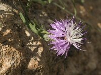 Centaurea aspera 7, Saxifraga-Jan van der Straaten