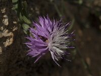 Centaurea aspera 8, Saxifraga-Willem van Kruijsbergen