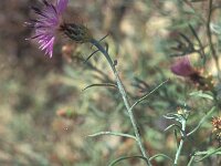 Centaurea aspera ssp aspera 1, Saxifraga-Inigo Sanchez