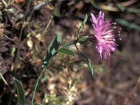 Centaurea aspera ssp scorpiurifolia 2, Saxifraga-Inigo Sanchez