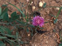 Centaurea aspera ssp scorpiurifolia 3, Saxifraga-Jan van der Straaten