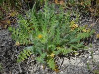 Centaurea benedicta 1, Gezegende distel, Saxifraga-Ed Stikvoort