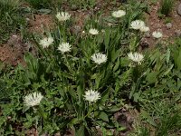 Centaurea cheiranthifolia 4, Saxifraga-Ed Stikvoort