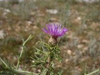 Centaurea cristata 3, Saxifraga-Jasenka Topic