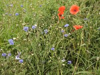 Centaurea cyanus 10, Korenbloem, Saxifraga-Jan van der Straaten