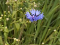 Centaurea cyanus 11, Korenbloem, Saxifraga-Jan van der Straaten