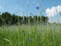 Centaurea cyanus 13, Korenbloem, Saxifraga-Hans Dekker
