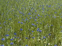 Centaurea cyanus 14, Korenbloem, Saxifraga-Jan van der Straaten