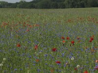 Centaurea cyanus 17, Korenbloem, Saxifraga-Rob Felix : Plantae, Plants, planten