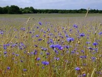 Centaurea cyanus 19, Korenbloem, Saxifraga-Rudmer Zwerver