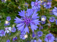 Centaurea cyanus 20, Korenbloem, Saxifraga-Rudmer Zwerver
