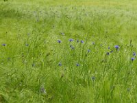 Centaurea cyanus 29, Korenbloem, Saxifraga-Rutger Barendse