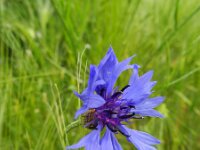 Centaurea cyanus 31, Korenbloem, Saxifraga-Rutger Barendse