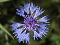 Centaurea cyanus 35, Korenbloem, Saxifraga-Rutger Barendse