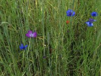 Centaurea cyanus 37, Korenbloem, Saxifraga-Hans Boll