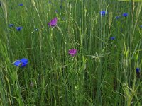 Centaurea cyanus 40, Korenbloem, Saxifraga-Hans Boll