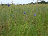 Centaurea cyanus 43, Korenbloem, Saxifraga-Hans Boll