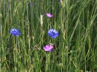 Centaurea cyanus 44, Korenbloem, Saxifraga-Hans Boll