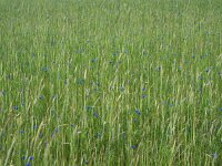 Centaurea cyanus 46, Korenbloem, Saxifraga-Hans Dekker