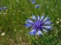 Centaurea cyanus 47, Korenbloem, Saxifraga-Hans Dekker