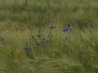 Centaurea cyanus 56, Korenbloem, Saxifraga-Jan Nijedijk