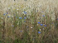 Corn flowers (Centaurea cyanus) in field of rye  Corn flowers (Centaurea cyanus) in field of rye : flower, flora, floral, nature, natural, growth, beauty in nature, summer, summertime, petal, petals, outside, outdoor, nobody, no people, corn flower, corn daisy, Centaurea cyanus, rye, blue, corn, grain, arable land, crop, colorful, flowery, plant, plants, vascular plant