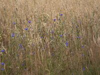 Corn flowers (Centaurea cyanus) in field of oat  Corn flowers (Centaurea cyanus) in field of oat : flower, flora, floral, nature, natural, growth, beauty in nature, summer, summertime, petal, petals, outside, outdoor, nobody, no people, corn flower, corn daisy, Centaurea cyanus, oat, blue, corn, grain, arable land, crop, colorful, flowery, plant, plants, vascular plant