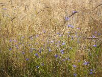 Corn flowers (Centaurea cyanus) in field of rye  Corn flowers (Centaurea cyanus) in field of rye : flower, flora, floral, nature, natural, growth, beauty in nature, summer, summertime, petal, petals, outside, outdoor, nobody, no people, corn flower, corn daisy, Centaurea cyanus, rye, blue, corn, grain, arable land, crop, colorful, flowery, plant, plants, vascular plant