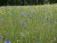 Centaurea cyanus 61, Korenbloem, Saxifraga-Willem van Kruijsbergen