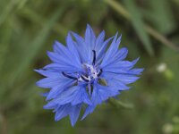 Centaurea cyanus 63, Korenbloem, Saxifraga-Willem van Kruijsbergen